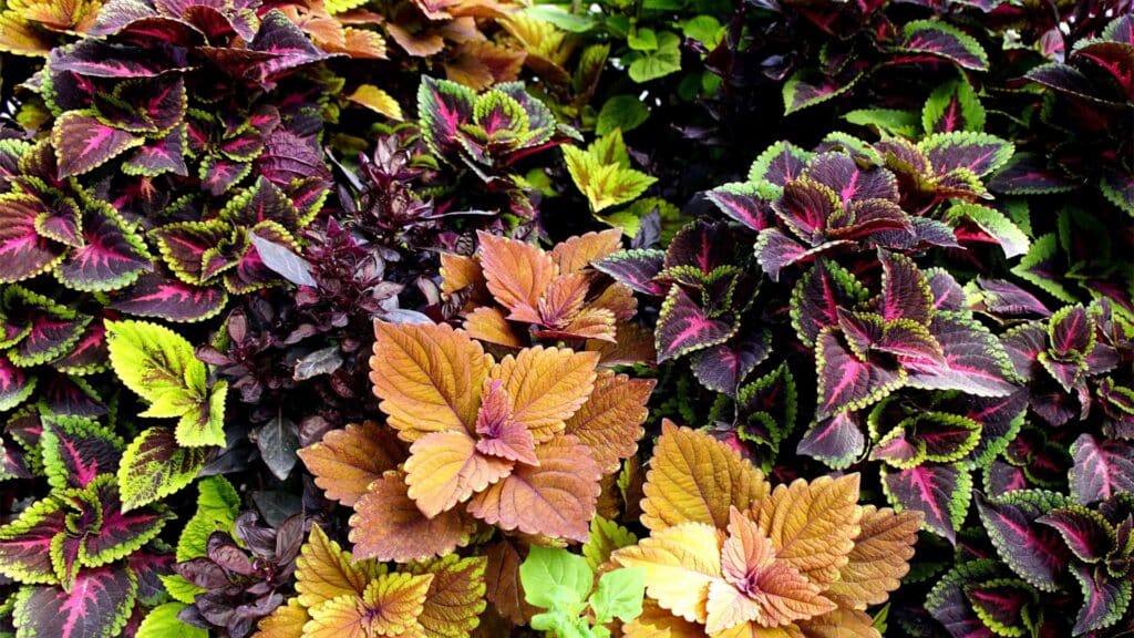 coleus