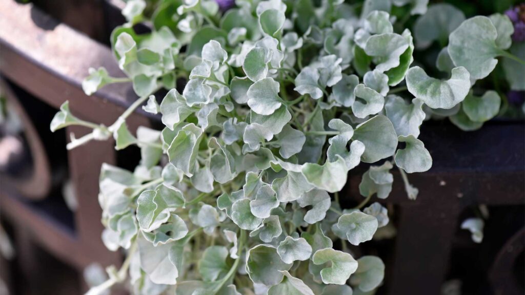 dichondra-silver-fall