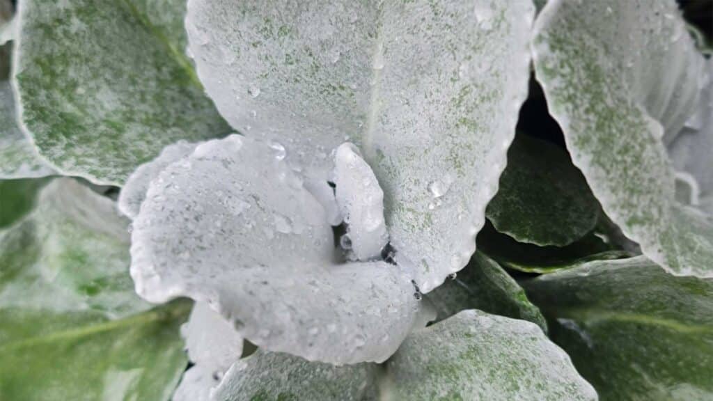 senecio-angel-wings