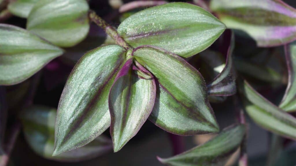 tradescantia