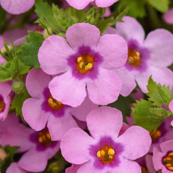 bacopa-megacopa-dark-pink