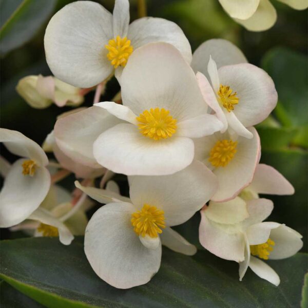 begonia-dragon-wing-white