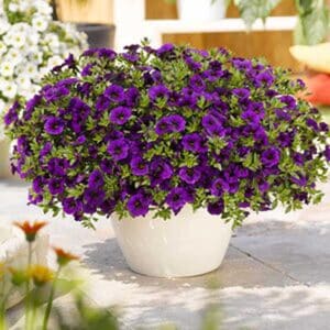 calibrachoa-aloha-kona-midnight-blue