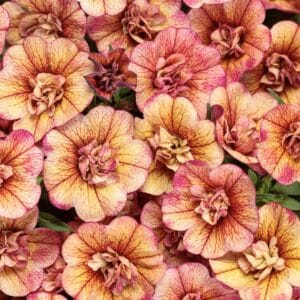 calibrachoa-superbells-vintage-coral