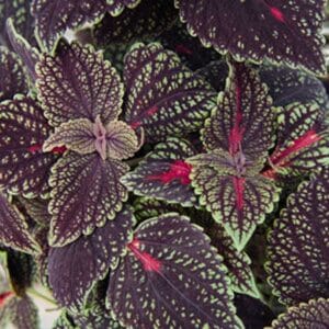coleus-mainstreet-abbey-road