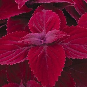 coleus-mainstreet-beale-street