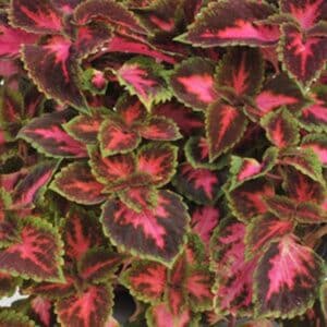 coleus-mainstreet-fifth-avenue