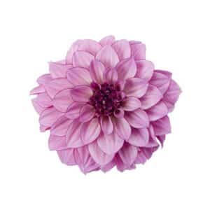dahlia-hypnotica-purple-bicolor