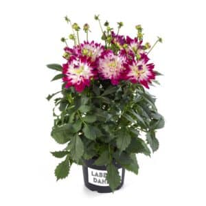 dahlia-labella-rose-bicolor
