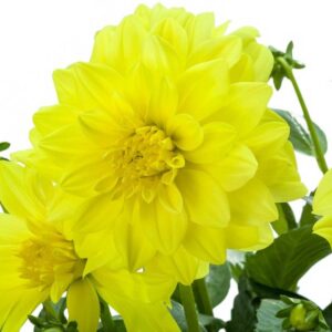 dahlia-maggiore-yellow