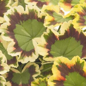 geranium-pollock