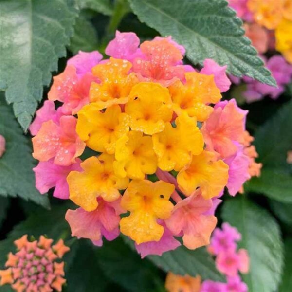 lantana-shamrock-rose-gold