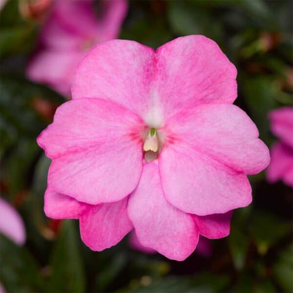 new-guinea-impatiens-florific-lavander