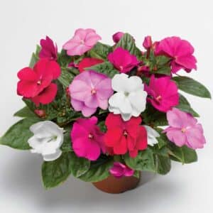 new-guinea-impatiens-florific-mix