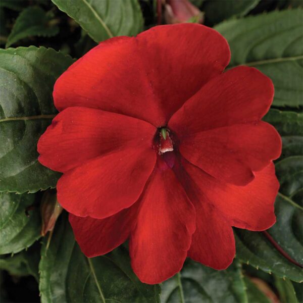 new-guinea-impatiens-florific-red