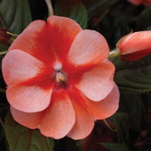 new-guinea-impatiens-florific-sweet-orange