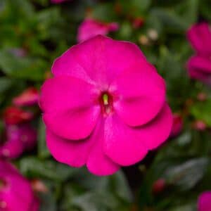 new-guinea-impatiens-florific-violet