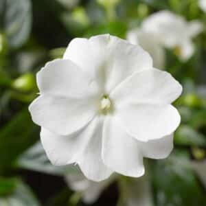 new-guinea-impatiens-florific-white