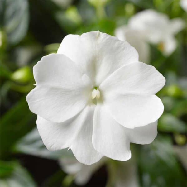 new-guinea-impatiens-florific-white