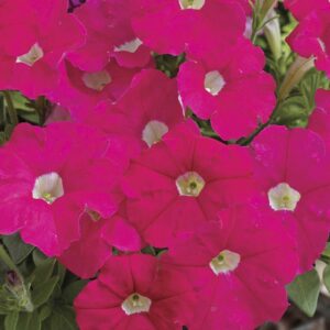 petunia-picobella-pink