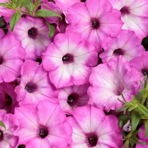 petunia-supertunia-tiara-pink