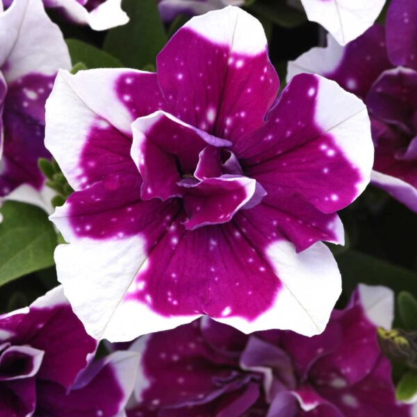 petunia-sweetsunshine-magenta-sky