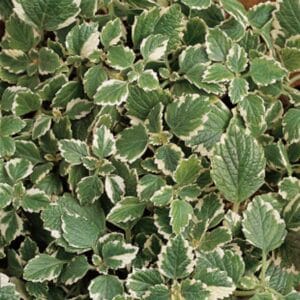 plectranthus-variegatus