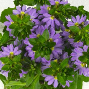 scaevola-scalora-blue-bird