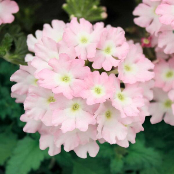 verbena-firehouse-light-pink