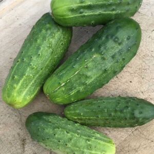 cornichon-national-pickling