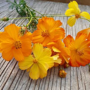 cosmos-sulfureux