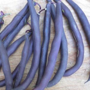 haricot-nain-mauve-royal-burgundy