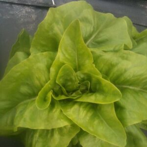 laitue-verte-deer-tongue