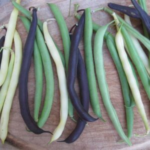 melange-de-haricots-nains