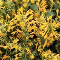 agastache-maestro-gold