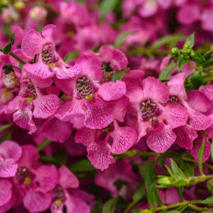 angelonia-spreading-pink