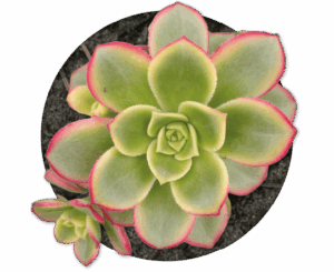 bebe-plante-aeonium-kiwi
