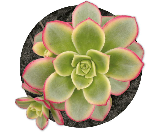 bebe-plante-aeonium-kiwi