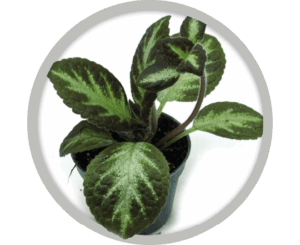bebe-plante-episcia-cupreta-silver