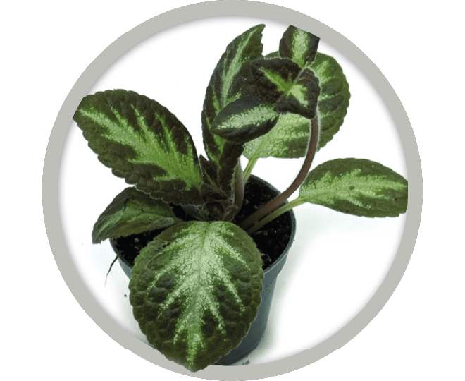 bebe-plante-episcia-cupreta-silver