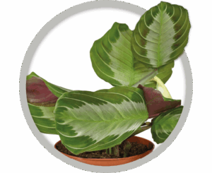 bebe-plante-maranta-silver-band