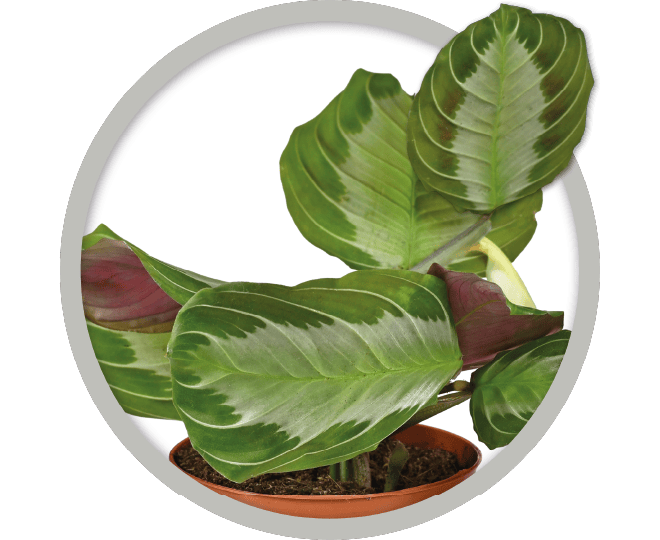 bebe-plante-maranta-silver-band