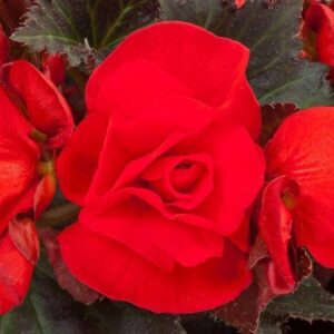 begonia-adora-red
