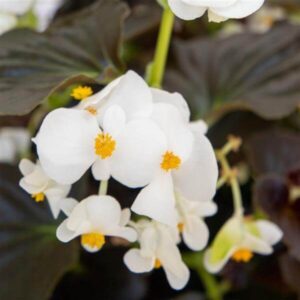 begonia-big-white-feuillage-bronze