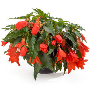 begonia-boliviensis-encanto-orange
