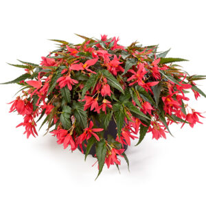 begonia-boliviensis-encanto-pink