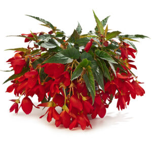 begonia-boliviensis-encanto-red