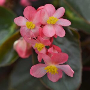 begonia-dragon-wing-pink