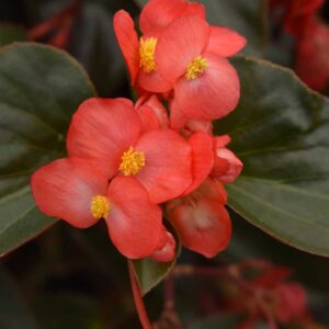 begonia-dragon-wing-red