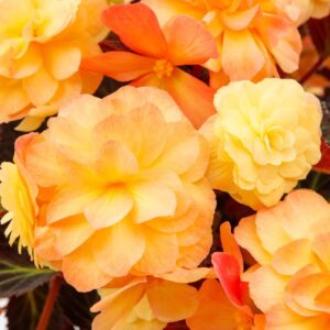 begonia-icandy-sunset